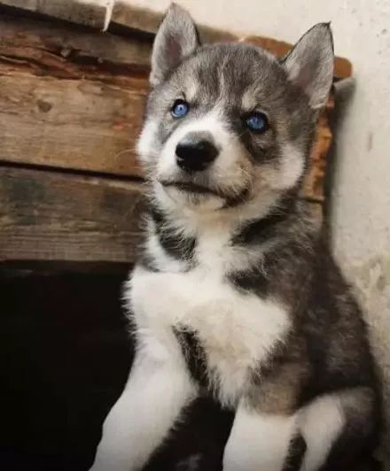 面对这样一只清新脱俗的哈士奇,你还有抵抗力吗?