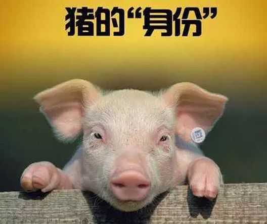 人工智能进入养殖业 如何让猪肉生意更高端?|农