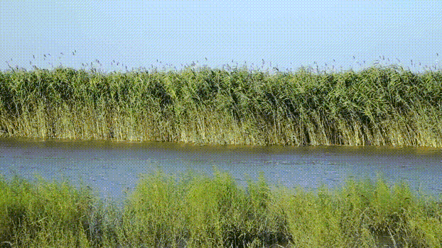 回归自然,返璞归真,醉美老淮安绿草荡|淮安|芦苇|流均镇_新浪新闻