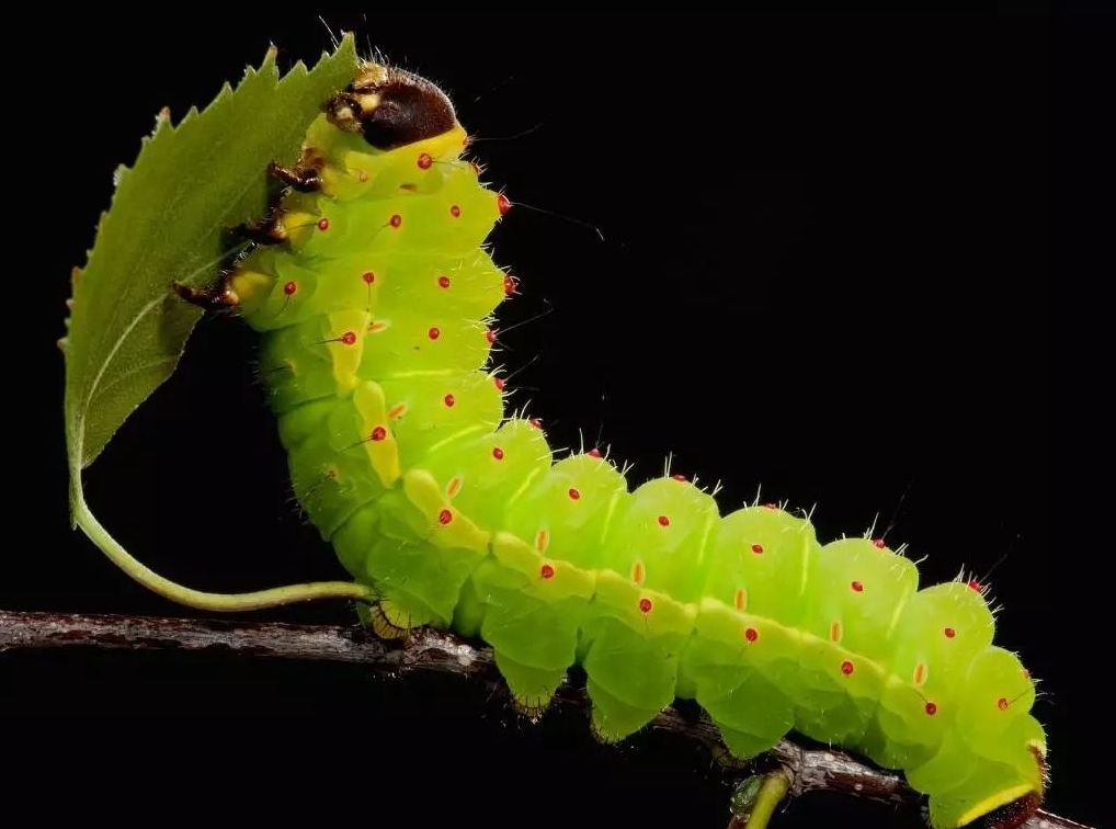 小长假森林游,警惕五大毒虫,ps第一个太可爱,你可能不觉得它是毒虫
