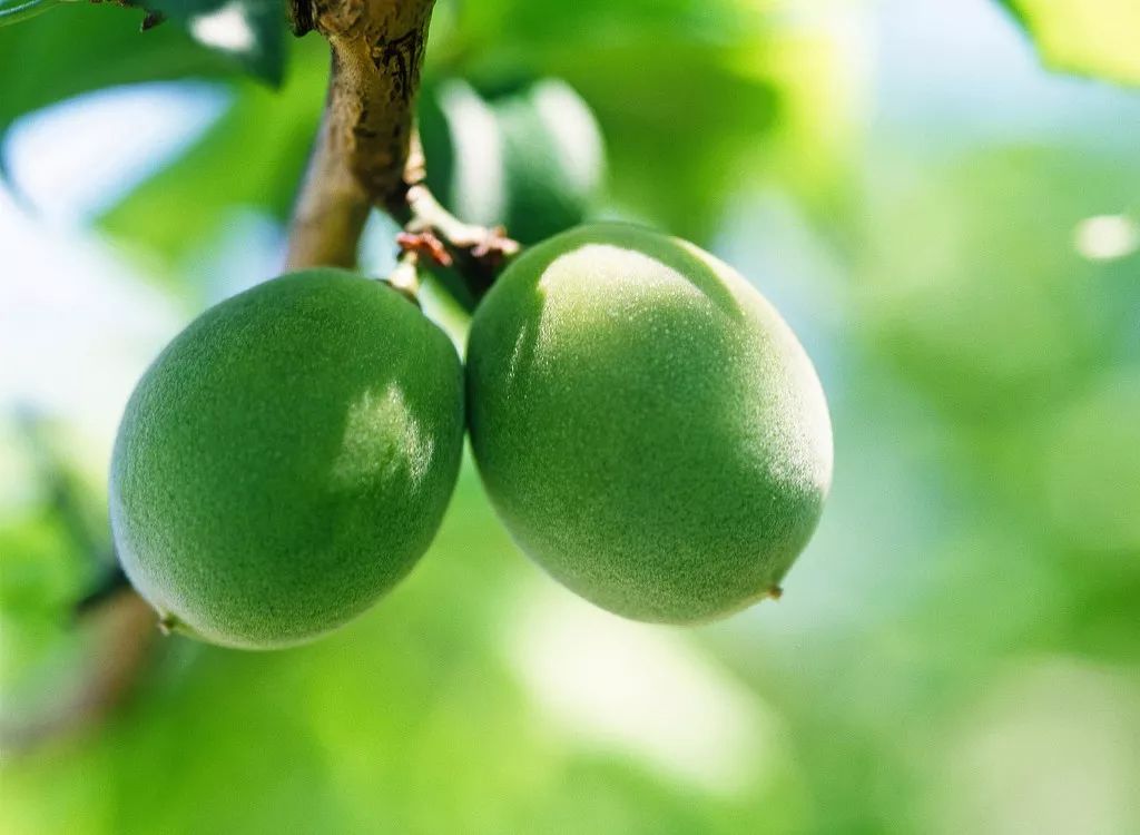 芒种, 又到青梅煮酒时