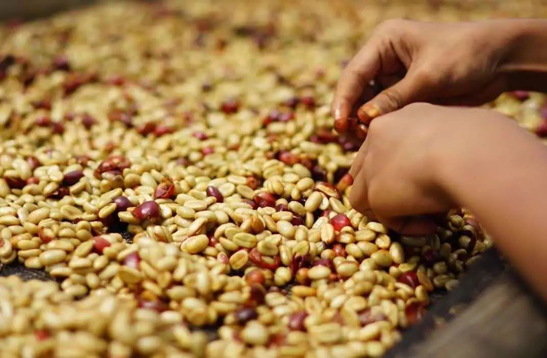 蜜处理的咖啡,真的比较甜?