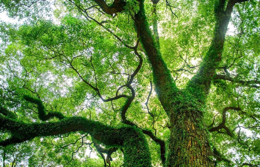 就像光在雨后折射时而有的七色彩虹.香樟树的叶子