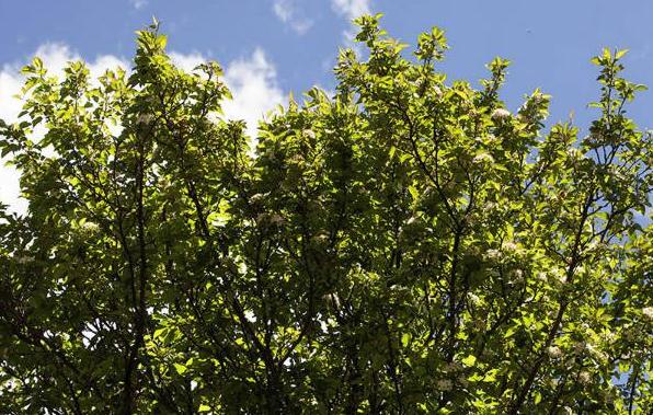 这俄色茶究竟是何方神圣?竟给数千藏族人民带来无尽财富