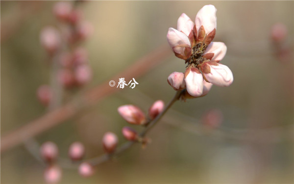 春分·諺語各地農諺對春分有不同的說法:山東有諺語