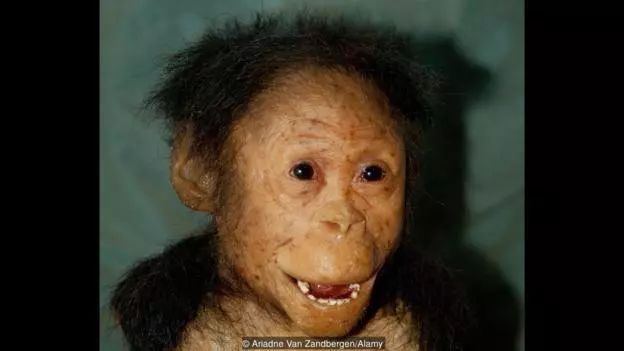 人类与猿类之间谜一般的缺失环节:我们的共同祖先到底是什么样子?