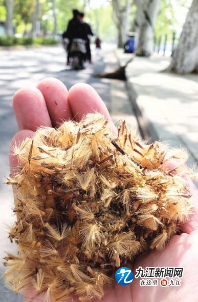 梧桐,柳树飘洒"毛毛雨" 九江市民感叹"想说爱你不容易"