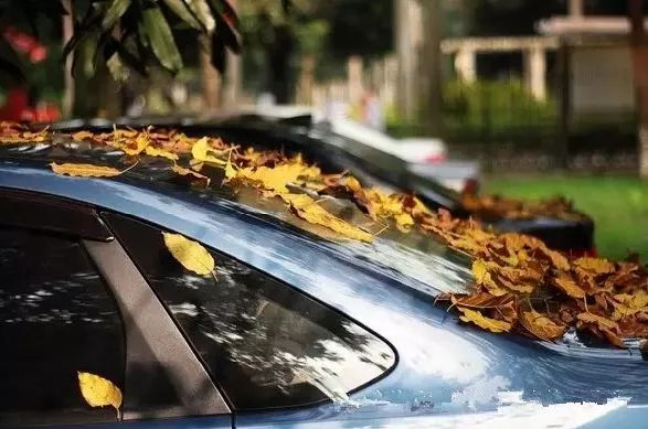 车上堆起来的树叶不清理，会伤车吗？
