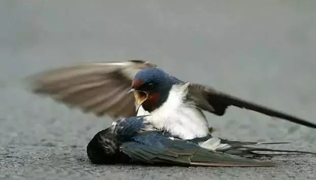 雌鸟被撞的快死了,雄鸟那种无助的痛苦,把我感动哭了!