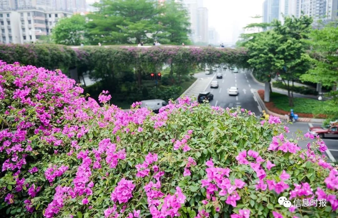 当下广州"最火"的花,原来是它!处处花惊艳,四季开不败