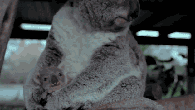 真相总是这么残忍别看考拉表面上萌萌的实际上却臭臭的别人都是被爸妈