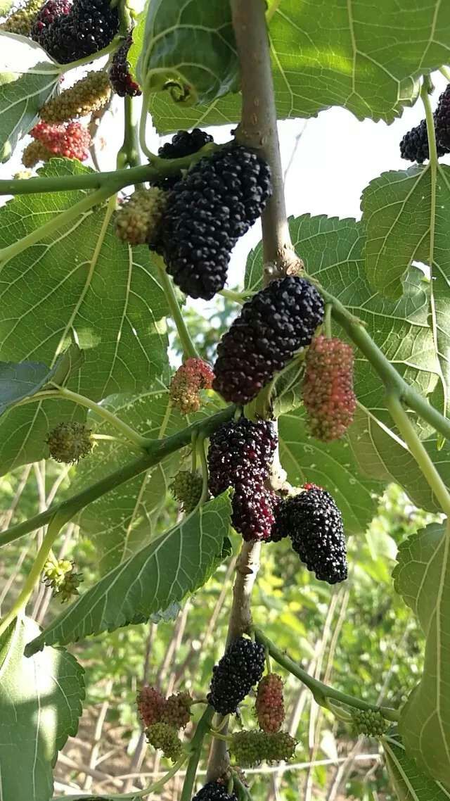 壹起游|走,夏津颐寿园摘桑葚去!