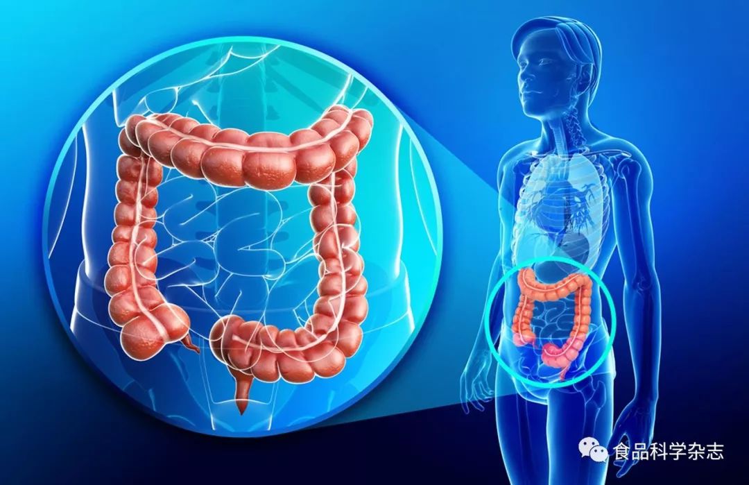 乳源酪蛋白糖巨肽对结肠癌HT-29细胞抗炎及血