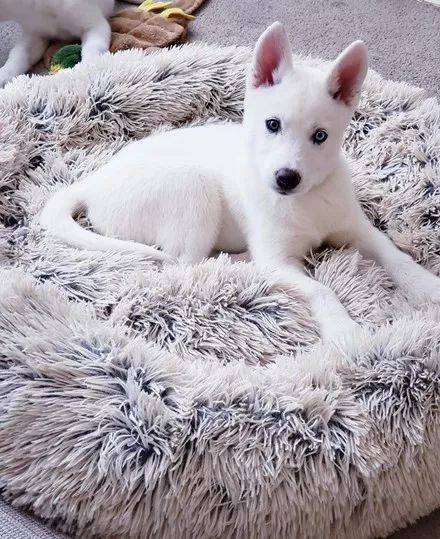 纯白雪哈配上一双鸳鸯眼,简直太仙了,让人看了根本移不开眼啊!