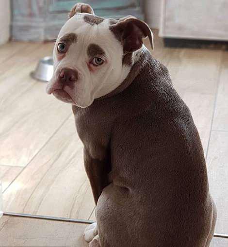 狗狗因愁眉不展被称眉毛夫人长的太认真了