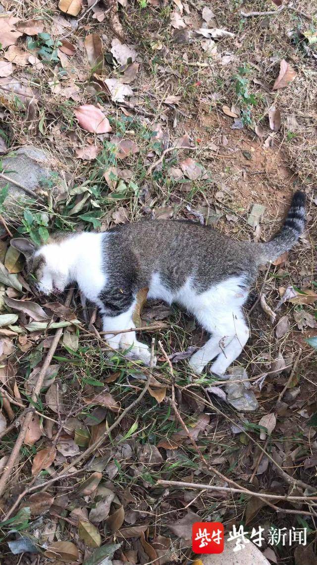 毒猫还是意外?南京某小区多只流浪猫死亡
