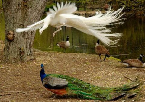 白孔雀与蓝孔雀激烈打斗是在展示谁才是更好看的孔雀