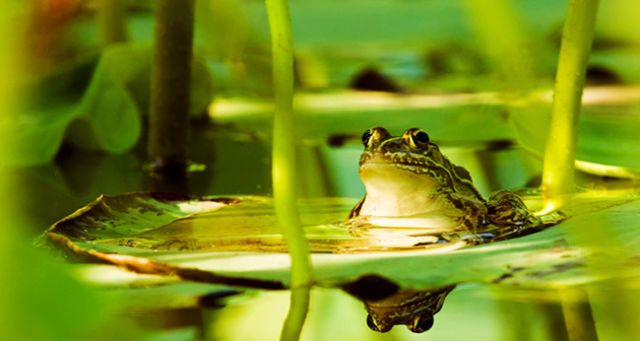 整首小令中没有人们熟悉的夏天躁热,喧闹的特征,却描绘了一个静谧