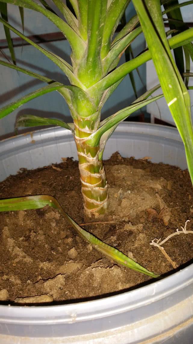 龙须树修剪下来的枝条这样扦插,容易成活!