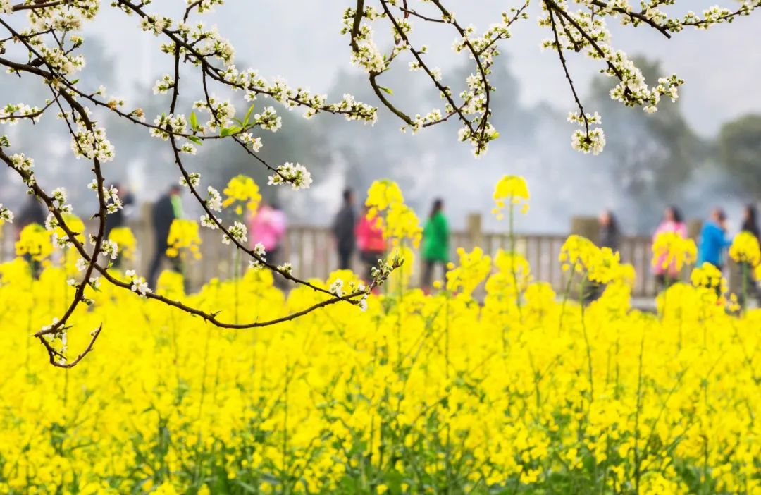 油菜花都开了什么时候能出去
