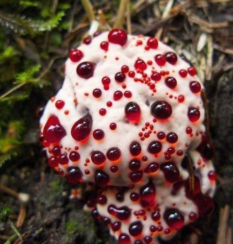 日本网民有没有害怕蘑菇海藻细菌病毒小粒状物的人