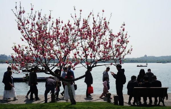 4月5日，游客在杭州西湖踏春，观赏“桃红柳绿”的春日美景。（法国希帕图片社）