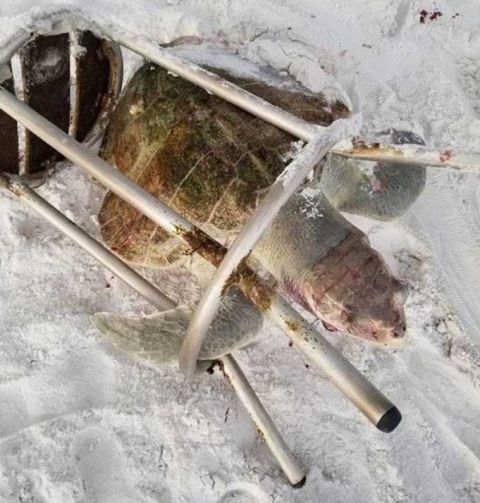 最濒危肯氏海龟困高脚凳活活饿死海上头部满是伤痕及血迹