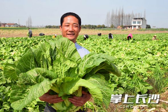 2018年华容芥菜大赛开幕 "小青菜"带动"大致富"