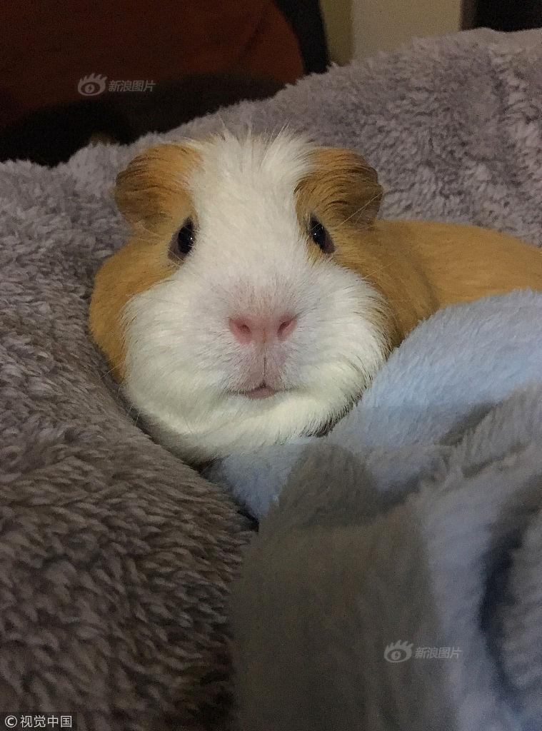 国外小豚鼠头戴小帽子拍萌照走红