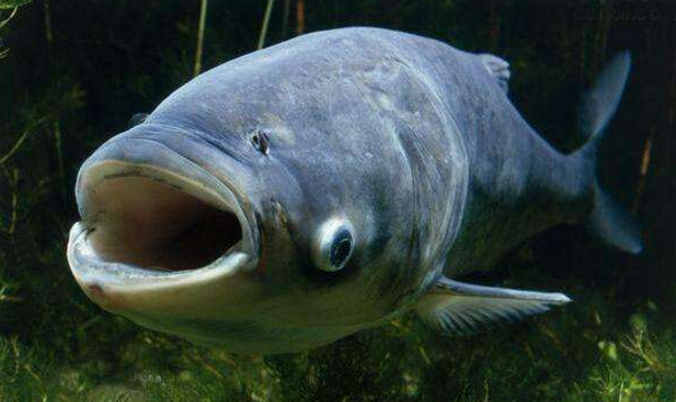 5元!珊溪水库5万斤包头鱼下周三拍卖