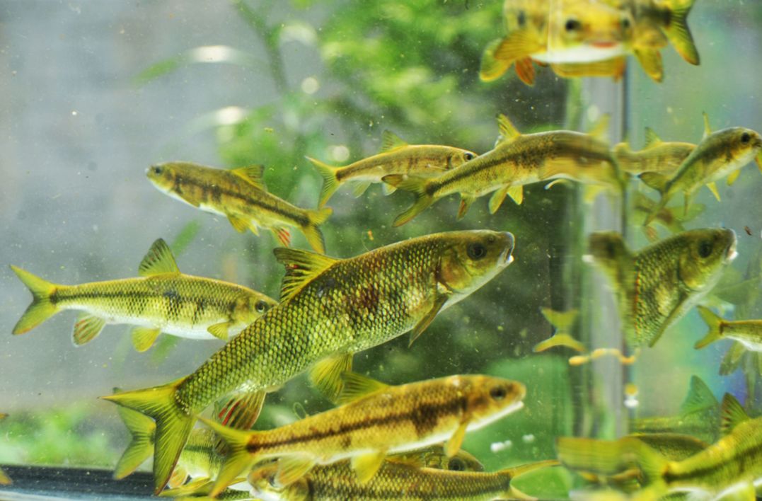 【乡村游·泰不一样】满目山河莫念远,不如怡情泰山中!