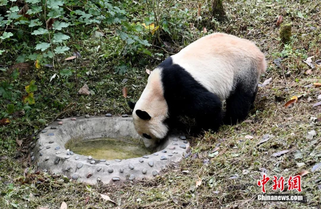 旅美大熊猫“贝贝”。安源 摄