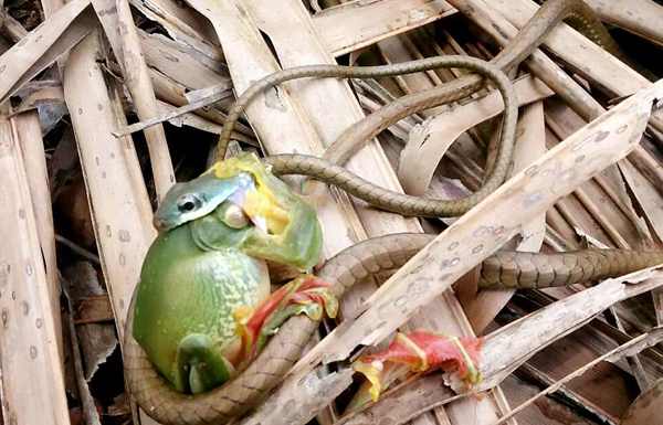 印小蛇四两拨千斤贪婪吞食大青蛙