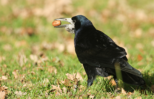 垃圾换食法国游乐园拟让白嘴鸦当清洁工