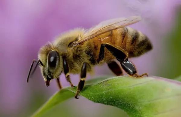 蜂狂崂山护林员被蜇了一下直接休克了幸好有这些人接力将他抬出鬼门关