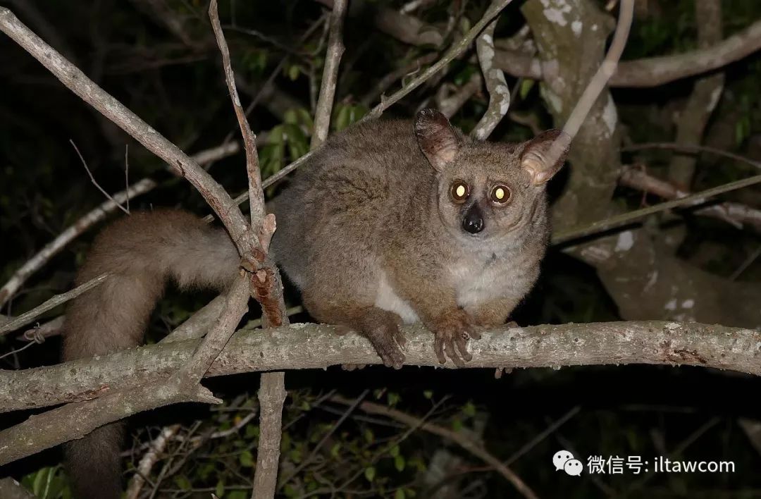 物种图册粗尾婴猴