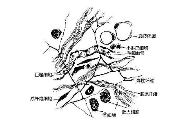Ⅴ型胶原分布在细胞周围,是基膜和结缔组织的桥梁.