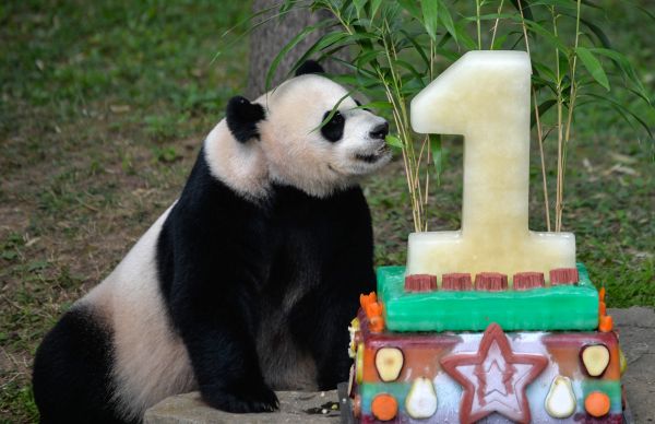  资料图片：2016年8月20日，在华盛顿美国国家动物园，由于贝贝在午睡，吃生日蛋糕便由熊猫妈妈美香“代劳”了。 新华社记者鲍丹丹摄