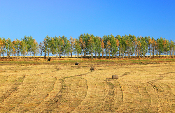　　本次《农村土地承包法》修订的最大亮点是三权分置的提出。图为2018年9月26日，内蒙古呼伦贝尔，秋季田野上的农田和防护林。 东方IC 图