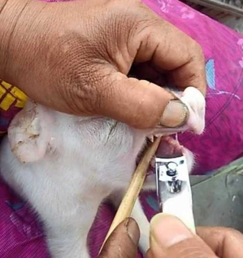 大姐这手法稳准狠,在小猪不经意间,把指甲刀对准了小奶猪的牙齿,就
