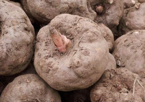 魔芋有什么营养价值?什么样的人千万不能吃魔芋?