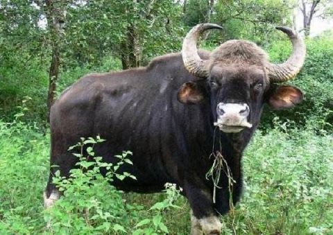 柬埔寨野牛,之前被人认为可能是杂种野牛,上世纪30年代才被确认是一个