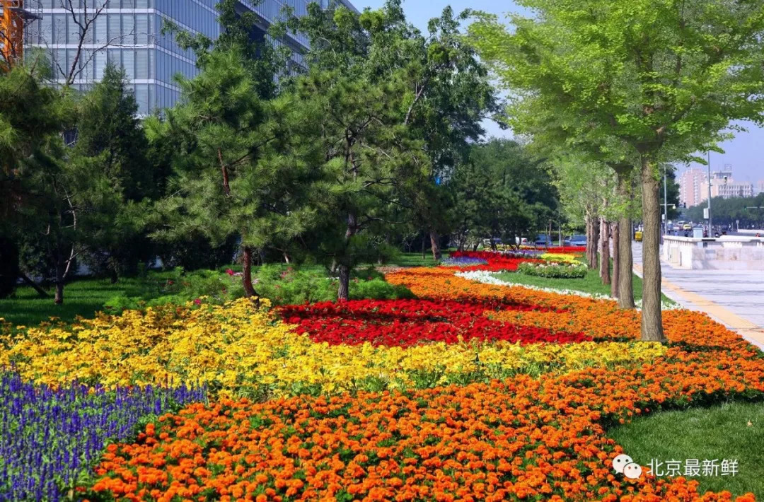 先睹为快国庆天安门广场长安街摆花方案公布