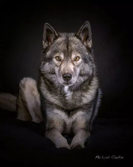 这是我见过最像狼的哈士奇了,没有之一.