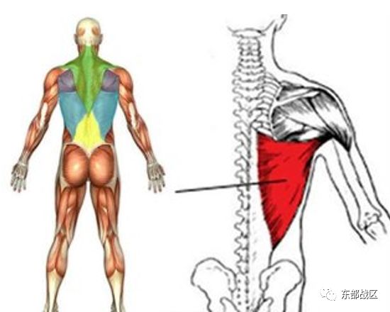 军中健身达人教你如何练好双力臂
