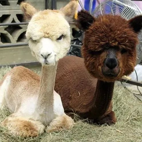 羊驼发型大比拼简直不要太萌