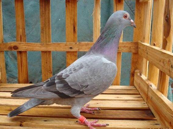 90后新疆小伙养鸽子发家致富年收入超10万