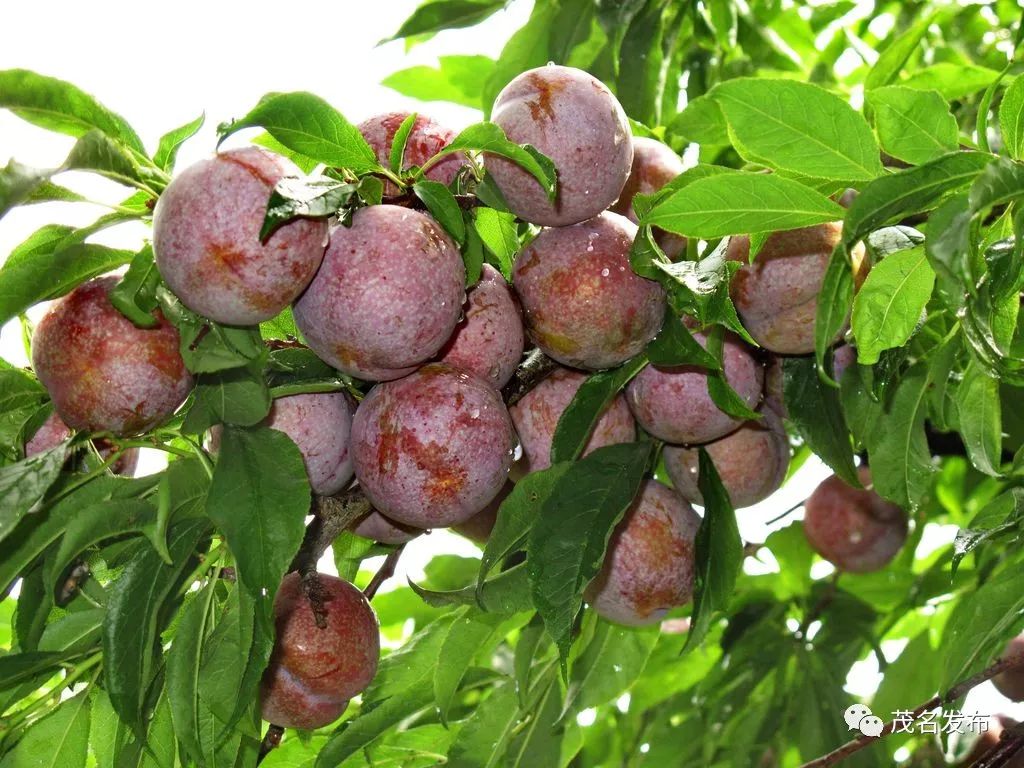 一起来信宜观光摘果品尝