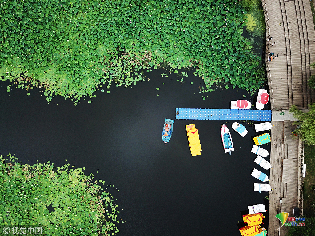 沈阳:空中俯瞰荷花池 百亩荷花夏日绽放