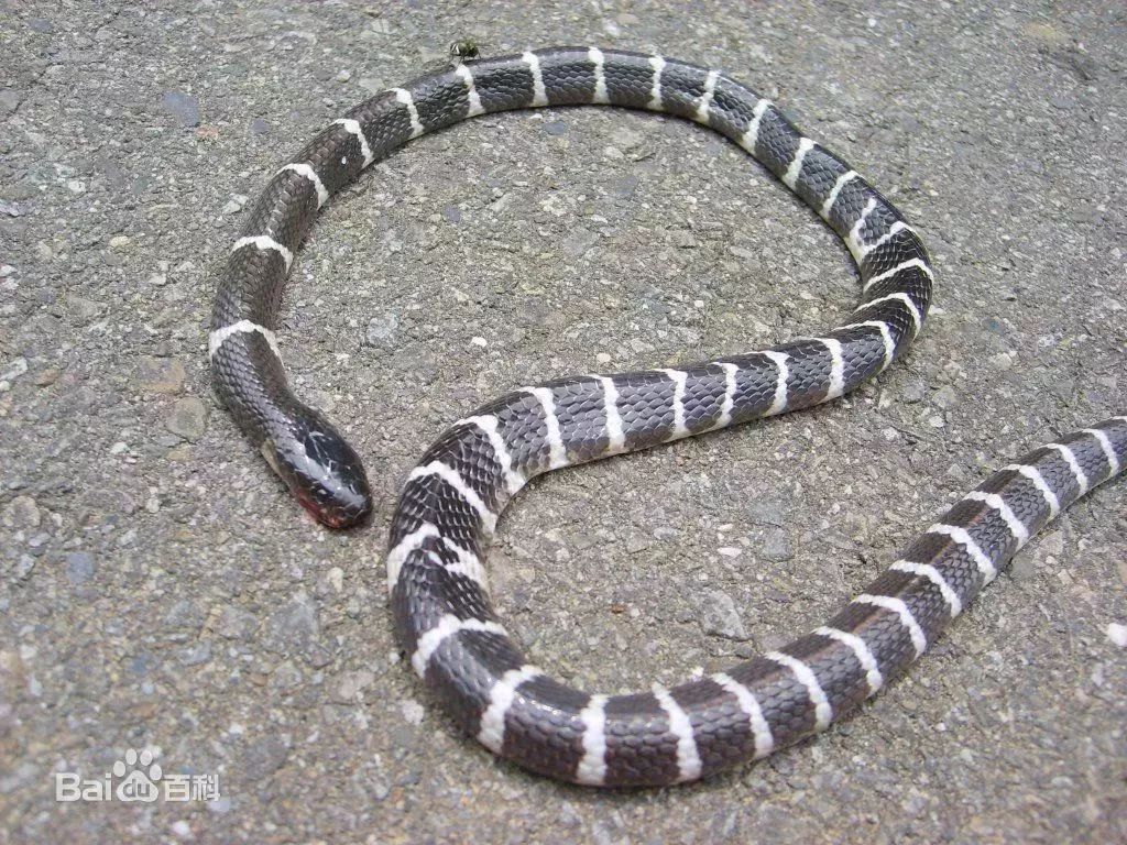 21岁姑娘网购剧毒"宠物"不幸被咬!医院宣布她脑死亡|脑死亡|银环蛇|剧